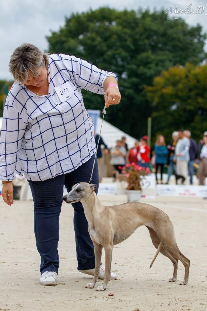 Mademoiselle chance du haras d'hélios